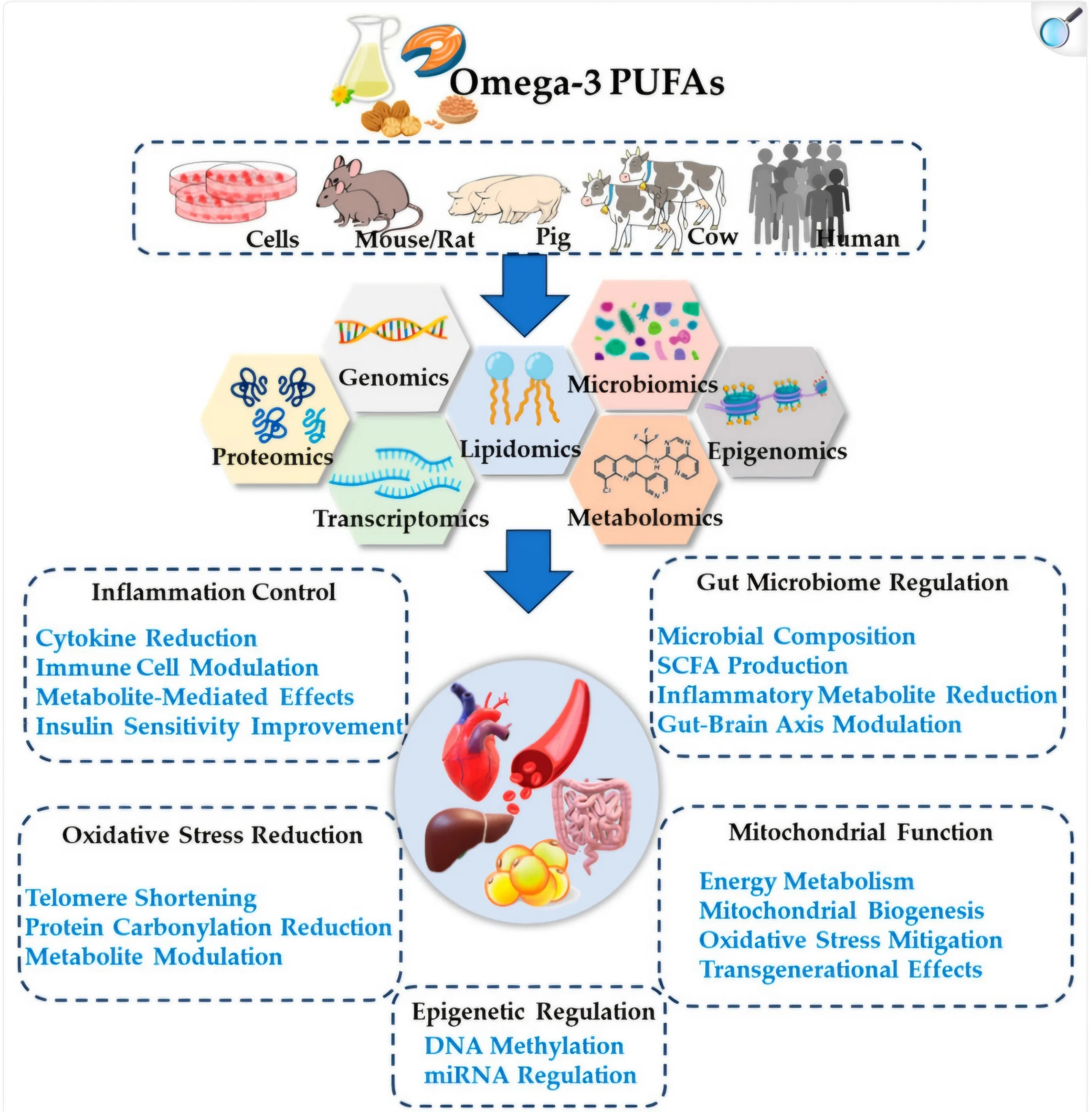 Infographic showing how Omega-3 PUFA supports mitochondrial function, metabolic health, and gene regulation in humans and animals.