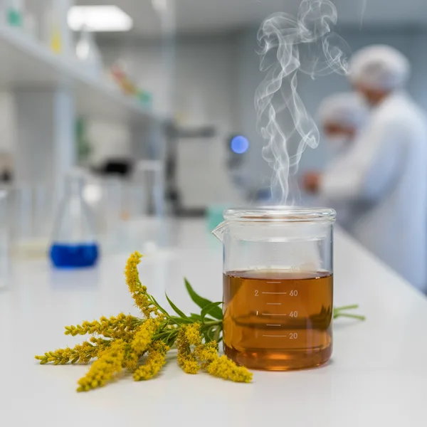 Goldenrod flowers and tea for sinus drainage
